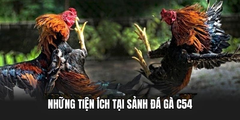 da-ga-truc-tiep-hom-nay-dich-vu