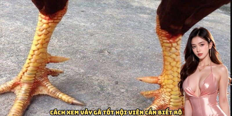 cach-xem-vay-ga-cuc-tot-can-biet