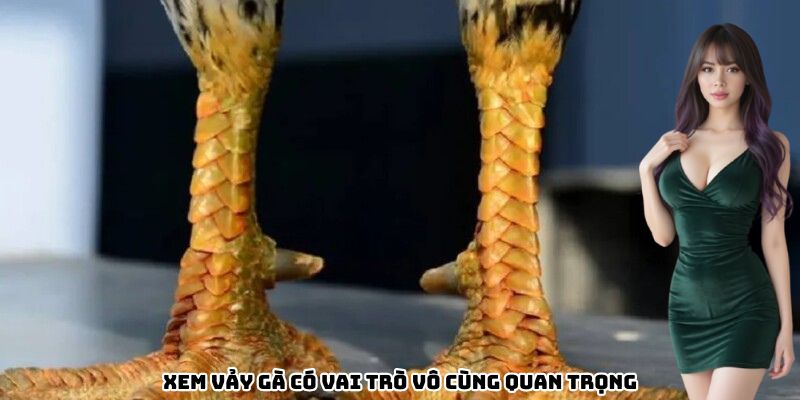 xem-vay-ga-co-vai-tro-vo-cung-quan-trong